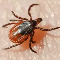 black-legged-tick