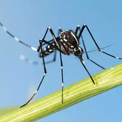 fl-asian-tiger-mosquitoes