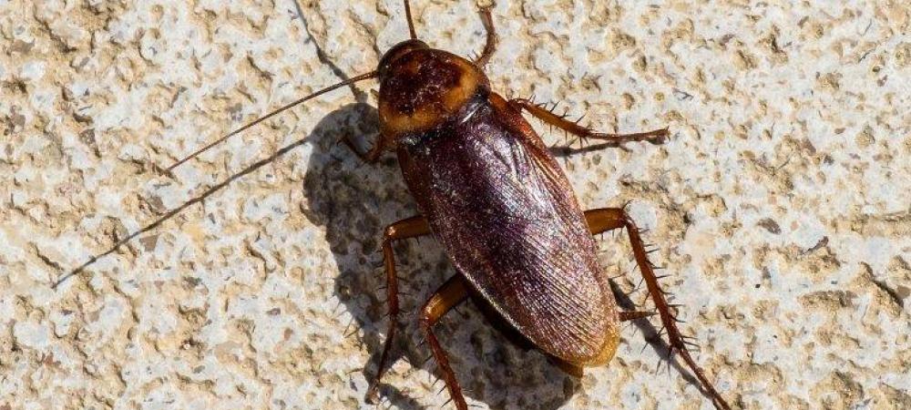 Why Roaches Invade Naples Homes And How To Keep Them Out